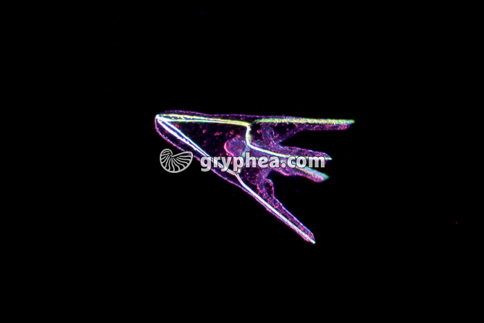 Oursin - Larve Pluteus jeune (FN) x40  - gryphea.org